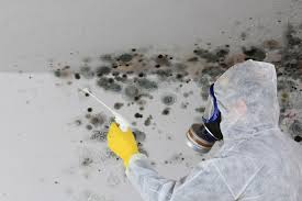 Why You Should Choose Our Mold Remediation Services in Osprey, FL